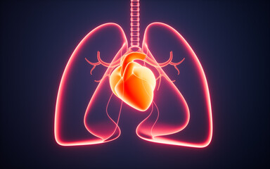 Human pulmonary respiratory system and heart, 3d rendering.