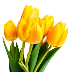 Yellow tulips isolated on transparent background. Generative AI