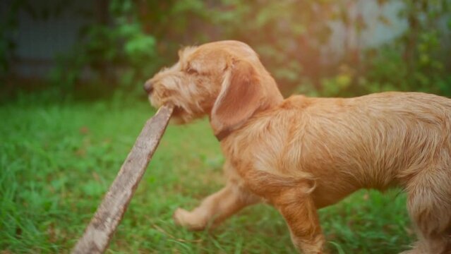 cute friendly dog play with on yard and bite stick in green park