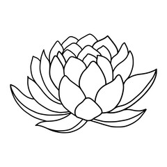 Hand drawn of lotus on white background. Flower outline style. Vintage vector illustration.
