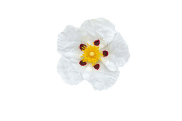 Cistus ladanifer or gum rockrose or labdanum or common gum cistus or brown-eyed rockrose flower 
with crumpled papery white petals with maroon spot at the base and yellow stamens and pistils isolated  - obrazy, fototapety, plakaty