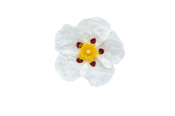 Cistus ladanifer or gum rockrose or labdanum or common gum cistus or brown-eyed rockrose flower 
with crumpled papery white petals with maroon spot at the base and yellow stamens and pistils isolated 