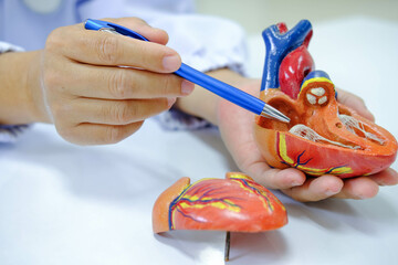 Doctor using pencil to demonstrate an anatomical model of the heart. and Doctor holding artifical heart model in clinic.