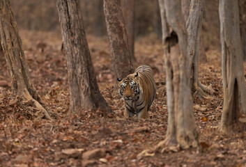 A tiger emerging out in the forest of Tadoba Andhari Tiger Reserve, India