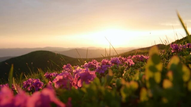 Flowers on the ground, evening time. Majestic Carpathian Mountains landscape view.