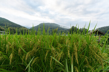 Close-up of rice fields that are still green and not yet ready to be harvested. On top of green rice leaves with morning dew