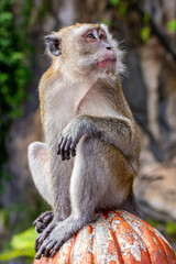 Long-tailed macaque at Batu Caves, Kuala Lumpur, Malaysia