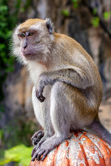 Long-tailed macaque at Batu Caves, Kuala Lumpur, Malaysia
