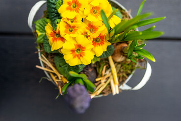 Yellow flowers and a hyacinth flower in a white metal pot on the table