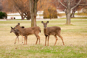 White-tailed Deer Along The Fox River Trail Near De Pere, Wisconsin