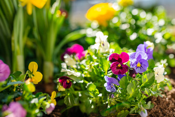 Colorful spring flowers in the garden