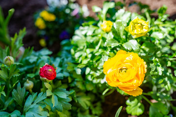 Yellow and red Ranunculus flowers planted in a pot on the balcony