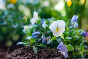 Spring flowers in the garden