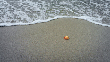 THE SHELL AND THE WAVE