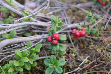 Wild lingonberries growing in Norway woods