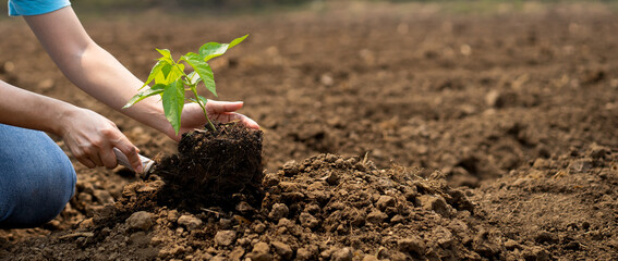 young woman volunteer planting tree in dry ground concept of save nature against climate change environment conservation and social responsibility, key success in making future a better world..