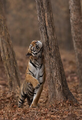 A Tiger marking its territory at Tadoba Andhari Tiger Reserve, India