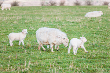 Naklejka na ściany i meble Baby sheep and family in farm, meadow in spring
