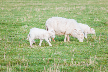 Fototapeta premium Baby sheep and family in farm, meadow in spring