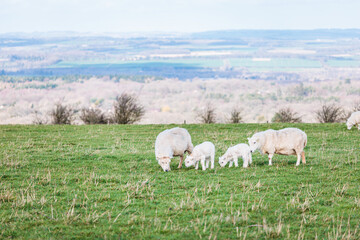 Baby sheep and family in farm, meadow in spring