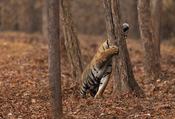 Tiger marking its territory at Tadoba Andhari Tiger Reserve, India