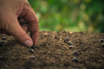 Earth Day concept.Hand Planting Seeds. Sustainable Strategic Guidelines Renewable energy, global warming and pollution for future business growth and environment. green nature environment