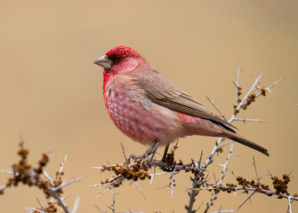 Great rose finch bird closeup on perch 