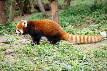 Red Panda Bear, Giant Panda Conservation Center, Chengdu, China