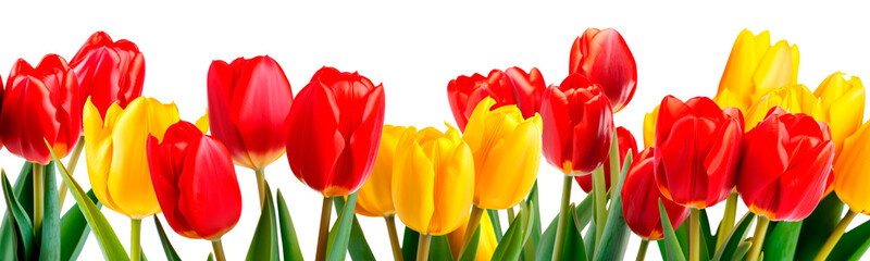 Red and yellow tulips flowers and leaves border. Generative AI