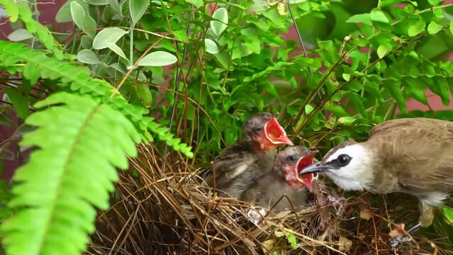Mother bird feeds feeding to her young, the parent bird feeding two starving young in the nest. mother bird feeds her young.
