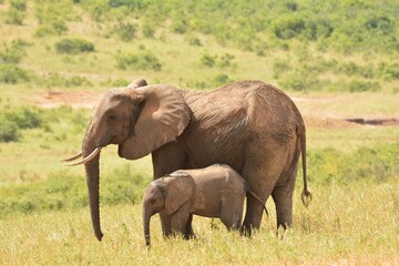 Fototapeta na wymiar Mother African Elephants with her baby