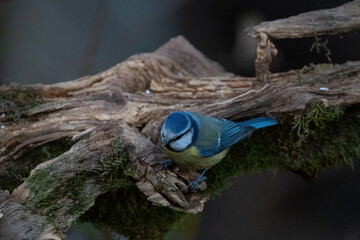 Blaumeise auf Holzstamm