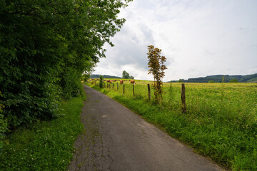 grasende Kühe im Sauerland
