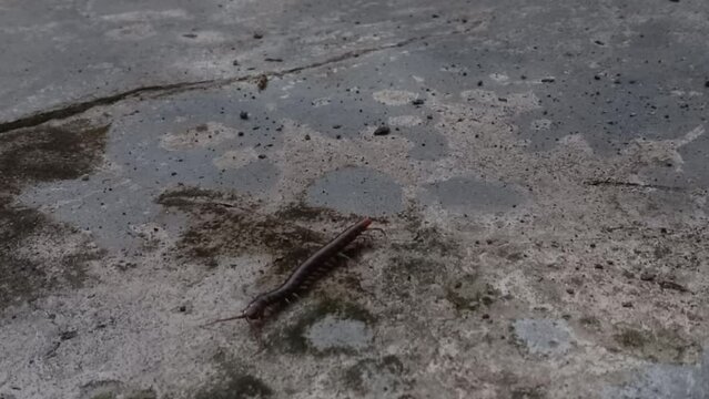 centipede