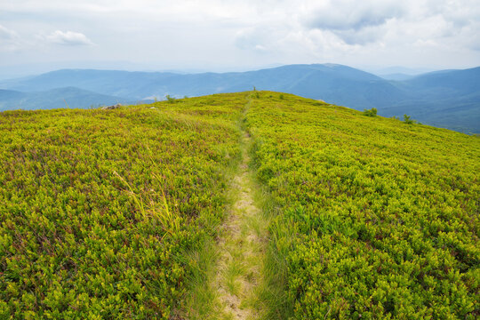 hiking path through the green hill. mountain landscape in summer. countryside tourism in ukraine