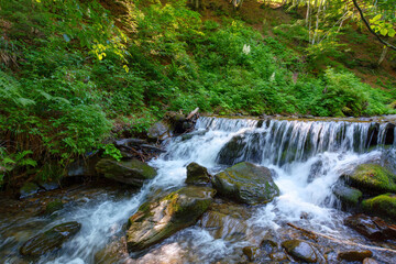 water stream in the woods. countryside nature landscape in summer