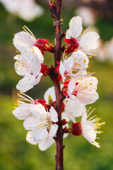 pink apple blossom in the garden. spring nature background with white flowering