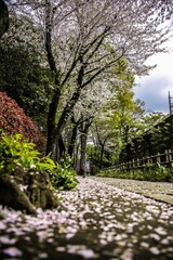 Obraz premium 散歩道