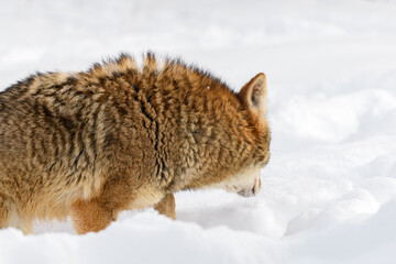 Coyote (Canis latrans) Walks Through Snow Looking Away Winter