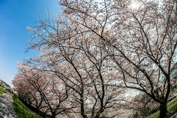 Plakat 桜