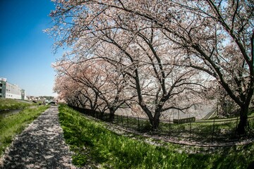 Fototapeta na wymiar 桜