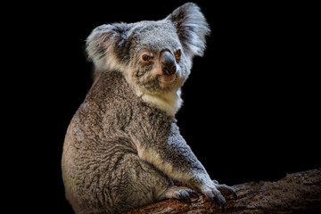 photography of a beautiful koala cropped © AUFORT Jérome