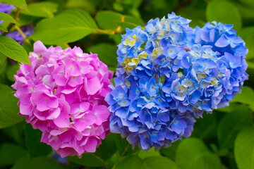 Hydrangea changeable large-leaved Garden French wild-growing bush. Variety of paniculate and tree-like hydrangea. Blue and pink flowers