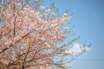 桜