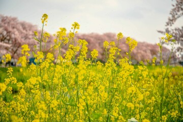 Obraz premium 桜