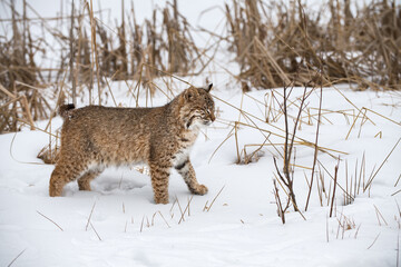 Bobcat (Lynx rufus) Stands in Weeds Eyes Closed Tight Winter