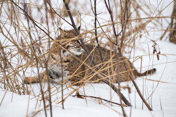 Bobcat (Lynx rufus) in Amongst Weeds Looks Right Ears Back Winter