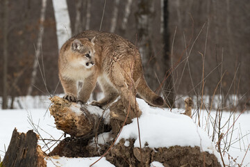 Cougar (Puma concolor) Turns to Right Standing Atop Log Winter