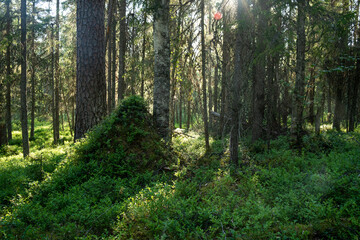 An old-growth summery taiga forest with a large anthill covered with plants in Närängänvaara near Kuusamo, Northern Finland	