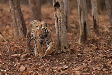 Tiger in the forest of Tadoba Andhari Tiger Reserve, India